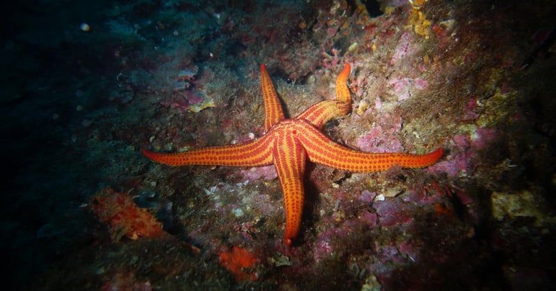 Les fonds marins, nouveaux gisements de métaux à conquérir